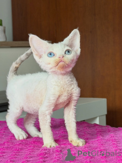 Photo №1. devon rex - à vendre en ville de Gliwice | négocié | Annonce № 178109