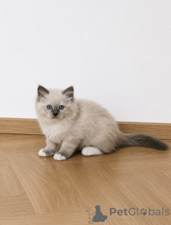Photo №2 de l'annonce № 171862 de la vente ragdoll - acheter à Belgique 