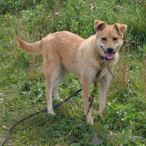 Photo №2 de l'annonce № 24729 de la vente chien bâtard - acheter à Fédération de Russie de l'abri