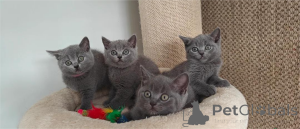 Photo №1. british shorthair - à vendre en ville de Haar | 350€ | Annonce № 154975