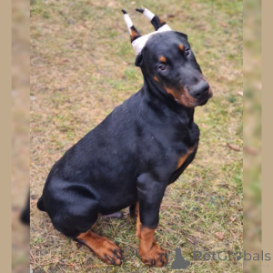 Photo №2 de l'annonce № 149002 de la vente dobermann - acheter à Allemagne annonce privée