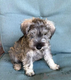 Photo №4. Je vais vendre schnauzer moyen en ville de Peau. annonce privée - prix - 580€