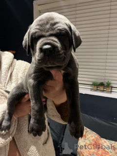 Photo №1. cane corso - à vendre en ville de Conterne | négocié | Annonce №169256