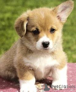 Photo №2 de l'annonce № 112257 de la vente welsh corgi - acheter à Allemagne annonce privée