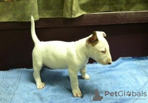 Photo №1. bull terrier - à vendre en ville de Güstrow | 390€ | Annonce №119044