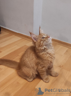 Photo №1. maine coon - à vendre en ville de Berlin | 385€ | Annonce № 29813