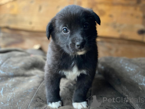 Photo №1. chien bâtard - à vendre en ville de Rivière moscou | Gratuit | Annonce №159247