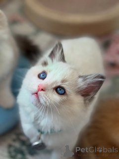 Photo №2 de l'annonce № 170647 de la vente ragdoll - acheter à Pays Bas éleveur