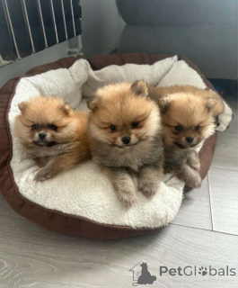 Photo №1. spitz nain - à vendre en ville de Fulda | 350€ | Annonce №171448