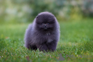 Photo №2 de l'annonce № 76420 de la vente spitz nain - acheter à Estonie annonce privée