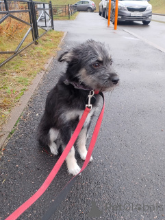 Photo №2 de l'annonce № 157819 de la vente chien bâtard - acheter à Fédération de Russie annonce privée