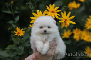 Photo №4. Je vais vendre spitz nain en ville de Minsk. annonce privée - prix - 219€