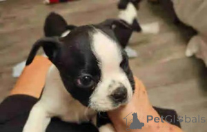 Photo №4. Je vais vendre terrier de boston en ville de Niederkassel. annonce privée - prix - 580€