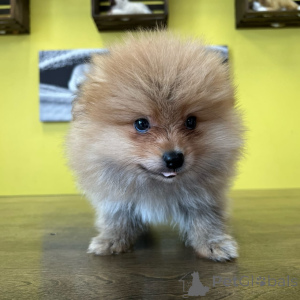 Photo №3. Prachtige Pomeranian-puppy's zoeken een liefdevol new thuis. Pays Bas