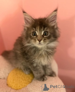 Photo №4. Je vais vendre maine coon en ville de Ludwigshafen. éleveur - prix - 900€