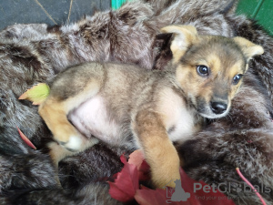 Photo №2 de l'annonce № 117584 de la vente chien bâtard - acheter à Fédération de Russie de l'abri