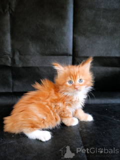 Photo №1. maine coon - à vendre en ville de Lobnia | 916€ | Annonce № 161027