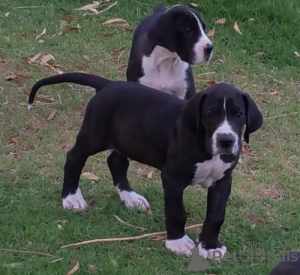 Photo №1. dogue allemand - à vendre en ville de Prague | négocié | Annonce №167452