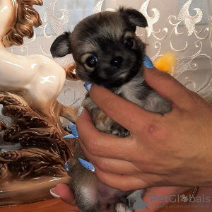 Photo №1. chihuahua - à vendre en ville de Ковров | 332€ | Annonce №8703