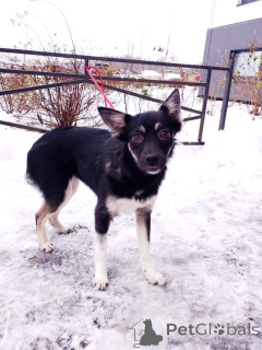 Photo №2 de l'annonce № 159495 de la vente chien bâtard - acheter à Fédération de Russie annonce privée