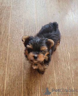 Photo №3. Yorkshire Terrier. Allemagne