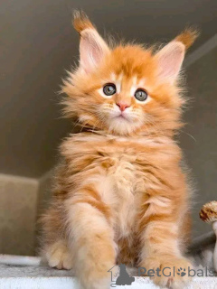 Photo №1.  - à vendre en ville de Canton de Géorgie | négocié | Annonce № 149566