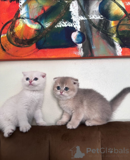 Photo №4. Je vais vendre scottish fold en ville de Brême. éleveur - prix - négocié