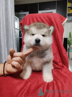 Photo №2 de l'annonce № 159165 de la vente malamute de l'alaska - acheter à Serbie 