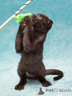 Photo №4. Je vais vendre  en ville de Moskova. annonce privée - prix - Gratuit