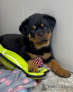 Photo №1. rottweiler - à vendre en ville de Антверпен | Gratuit | Annonce №116293