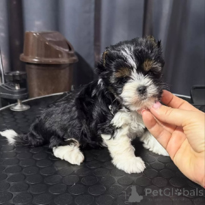 Photo №1. spitz nain - à vendre en ville de Hambourg | 250€ | Annonce №170565