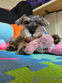 Photos supplémentaires: Schnauzer nain