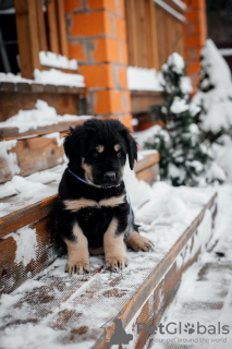 Photo №2 de l'annonce № 80869 de la vente buryat wolfhound mongol - acheter à Fédération de Russie annonce privée