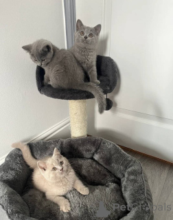 Photo №1. british shorthair - à vendre en ville de Fracasse | 339€ | Annonce № 171068