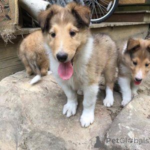 Photo №1. bearded collie - à vendre en ville de Berlin | 300€ | Annonce №174583
