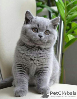 Photo №3. Chatons British Shorthair Business WhatsApp 37256062792. La finlande