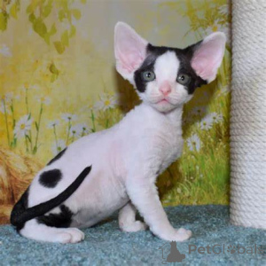Photo №1. devon rex - à vendre en ville de Espoo | 500€ | Annonce № 171564