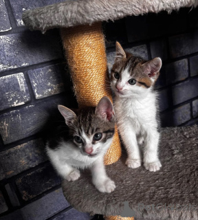 Photo №1. american shorthair - à vendre en ville de Aarbergen | 350€ | Annonce № 174529