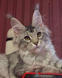 Photo №3. Maine coon. La Grande-Bretagne