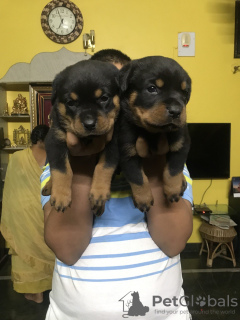 Photo №4. Je vais vendre rottweiler en ville de Wakeley. annonce privée - prix - 549€