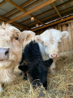 Photo №3. Mini-hochlandrinder Zu Verkaufen. Allemagne