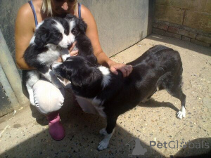 Photo №1. border collie - à vendre en ville de Gävle | négocié | Annonce №169782