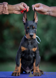 Photos supplémentaires: Chiots Dobermann