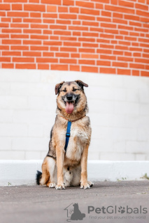 Photo №2 de l'annonce № 114523 de la vente chien bâtard - acheter à Fédération de Russie annonce privée