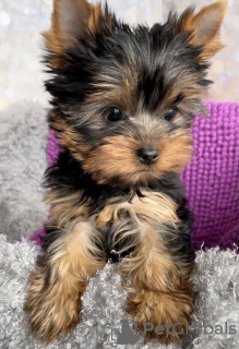 Photo №1. yorkshire terrier - à vendre en ville de Hannover | 265€ | Annonce №43027