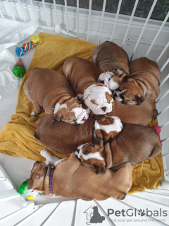 Photo №3. Chiots bouledogue anglais vaccinés à vendre à des foyers bienveillants. Allemagne