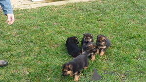 Photo №2 de l'annonce № 164903 de la vente berger allemand - acheter à Belgique annonce privée, éleveur