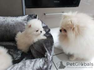 Photo №4. Je vais vendre spitz nain en ville de Delft. annonce privée - prix - 400€