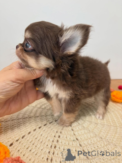Photo №2 de l'annonce № 173822 de la vente chihuahua - acheter à Allemagne éleveur