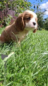 Photo №4. Je vais vendre cavalier king charles spaniel en ville de Riga. annonce privée, de la fourrière, éleveur - prix - 850€